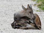 Ein junger Steinbock Ende August 2019 im Wildpark Rosegg.