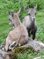 Zwei kleine Steinbcke Ende August 2019 im Wildpark Rosegg.