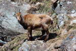 Eine trchtige Steinbock Geiss in den Walliser Alpen; 10.04.2021  10.04.2021