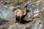 Eine trchtige Steinbock Geiss in den Walliser Alpen; 10.04.2021  10.04.2021