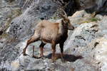 Eine trchtige Steinbock Geiss in den Walliser Alpen; 10.04.2021  10.04.2021