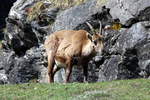 Eine trchtige Steinbock Geiss in den Walliser Alpen bei Fionnay; 24.04.2021