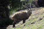 Ein Alpensteinbock in den Walliser Alpen bei Fionnay; 2404.2021  29.04.2021