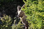 Ein Alpensteinbock in den Walliser Alpen bei Fionnay; 24.04.2021