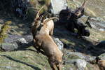 Zwei Alpensteinbcke im Kampf! Fionnay, 24.04.2021