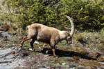 Ein Alpensteinbock in den Walliser Apen bei Fionnay; 24.04.2021