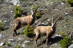 Zwei Steinbcke in den Walliser Alpen bei Fionnay; 24.04.2021