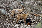 Zwei Steinbcke in den Walliser Alpen bei Fionnay; 24.04.2021  29.04.2021 Andr Breutel