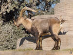 Ein Steinbock Mitte Dezember 2010 im Zoo Madrid.