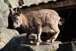 Ein Sibirischer Steinbock (Capra ibex sibirica) will sich gerade hinlegen.