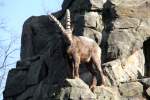 Dieser statliche Sibirischer Steinbock (Capra ibex sibirica) hlt Ausschau nach Nebenbuhlern.