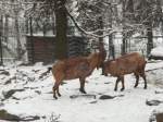 Westkaukasische Steinbcke kmpfen am 21.01.2011 um die Herrschaft im Chemnitzer Tierpark.