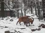 Westkaukasische Steinbcke kmpfen am 21.01.2011 um die Herrschaft im Chemnitzer Tierpark.