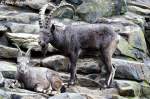 Sibirisches Steinbock-Prchen.