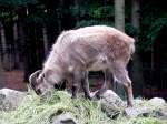 Himalaya-Tahr im Tiergehege Zeulenroda am 23.06.12