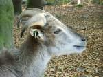 Himalaya-Tahr im Tiergehege Zeulenroda am 14.09.12