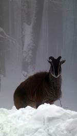 Himalaya-Tahr im Tiergehege Zeulenroda am 25.02.13