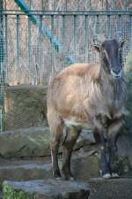 Ein Himalaja-Tahr (Hemitragus jemlahicus) am 7.12.2009 im Zoo Dresden.