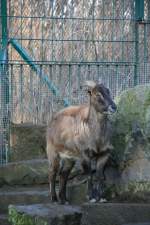 Himalaja-Tahr (Hemitragus jemlahicus) posiert am 7.12.2009 im Zoo Dresden.