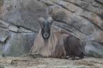 Mnnliches Himalaya - Tahr (Hemitragus jemlahicus) am 10.3.2010 auf dem Bergtierfelsen im Zoologischen Garten Berlin.