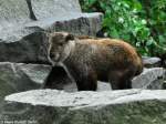 Goldtakin-Jungtier (Budorcas taxicolor bedfordi) im Tierpark Berlin