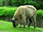 Goldtakin (Budorcas taxicolor bedfordi) im Tierpark Berlin