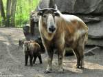 Goldtakin (Budorcas taxicolor bedfordi).