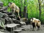 Goldtakin (Budorcas taxicolor bedfordi).