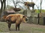 Sichuan-Takin (Budorcas taxicolor tibetana).