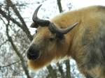 Sichuan-Takin (Budorcas taxicolor tibetana) im Tierpark Berlin