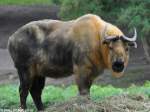 Sichuan-Takin (Budorcas taxicolor tibetana).