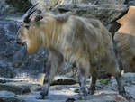 Ein Sichuan-Takin Ende April 2018 im Zoo Berlin.