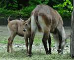 Defassa-Wasserbock (Kobus ellipsiprymnus defassa).