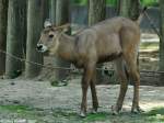 Defassa-Wasserbock (Kobus ellipsiprymnus defassa).