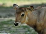 Defassa-Wasserbock (Kobus ellipsiprymnus defassa).