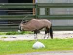 Wasserbock im Serengetipark, 9.9.15