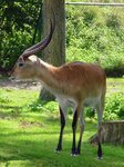 Wasserbock im Serengetipark, 9.9.15 