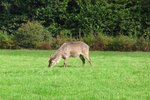 Sieht fast aus wie ein Esel, mssten aber ein weiblicher Wasserbock im Serengetipark sein, 9.9.15 