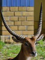 Eine Kafue-Litschi-Moorantilope Ende April 2018 im Zoo Berlin.