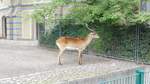 Eine Kafue-Litschi-Moorantilope im Berliner Zoo.