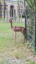 Eine Kafue-Litschi-Moorantilope aufgenommen am 25.05.2020 im Berliner Zoo.