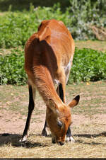 Fressender Litschi-Wasserbock (Kobus leche kafuensis) im Zoo Aschersleben.
