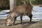 Ein Defassa-Wasserbock (Kobus ellipsiprymnus defassa) am 25.2.2010 im Zoo Berlin.