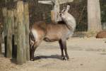 Defassa-Wasserbock (Kobus ellipsiprymnus defassa) beim Kratzen.