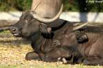 Der Afrikanische Bffel oder Kaffernbffel ist eine ber weite Teile Afrikas verbreitete Art der Rinder.