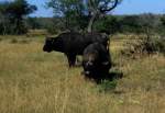 1990 im Sabi Sabi Private Game Reserve in Sdafrika: zwei afrikanische Bffel