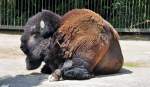 Amerikanischer Bison (Rinder-Horntrger) im Klner Zoo - 03.08.2010