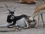 Eine Hirschziegenantilope im Zoo Dortmund.