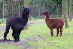 Zwei ziemlich verwegen aussehende Lamas im Serengetipark, 9.9.15 