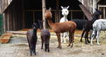 Eine Gruppe geschorener Alpakas (Lama guanicoe pacos).